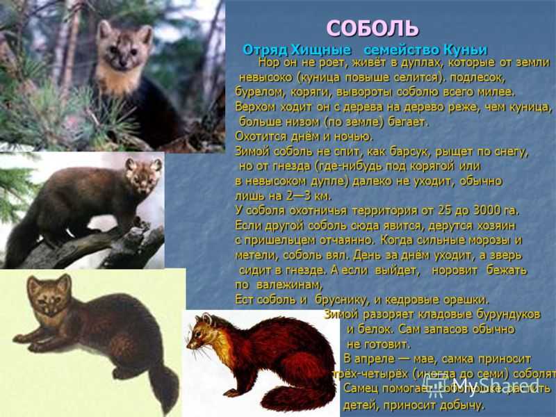 ​50  интересных и любопытных   фактов  о  куницах — общенет