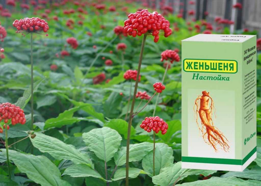 Растения красной книги россии — названия, краткое описание и фото — природа мира