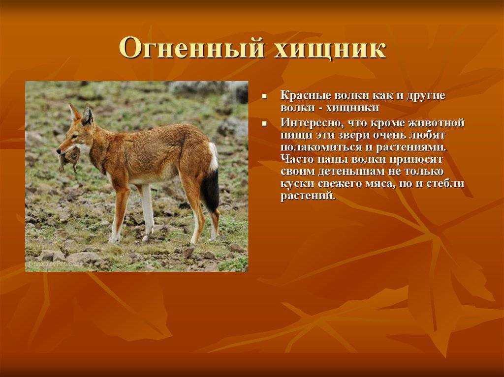 Красная книга казахстана | в походе