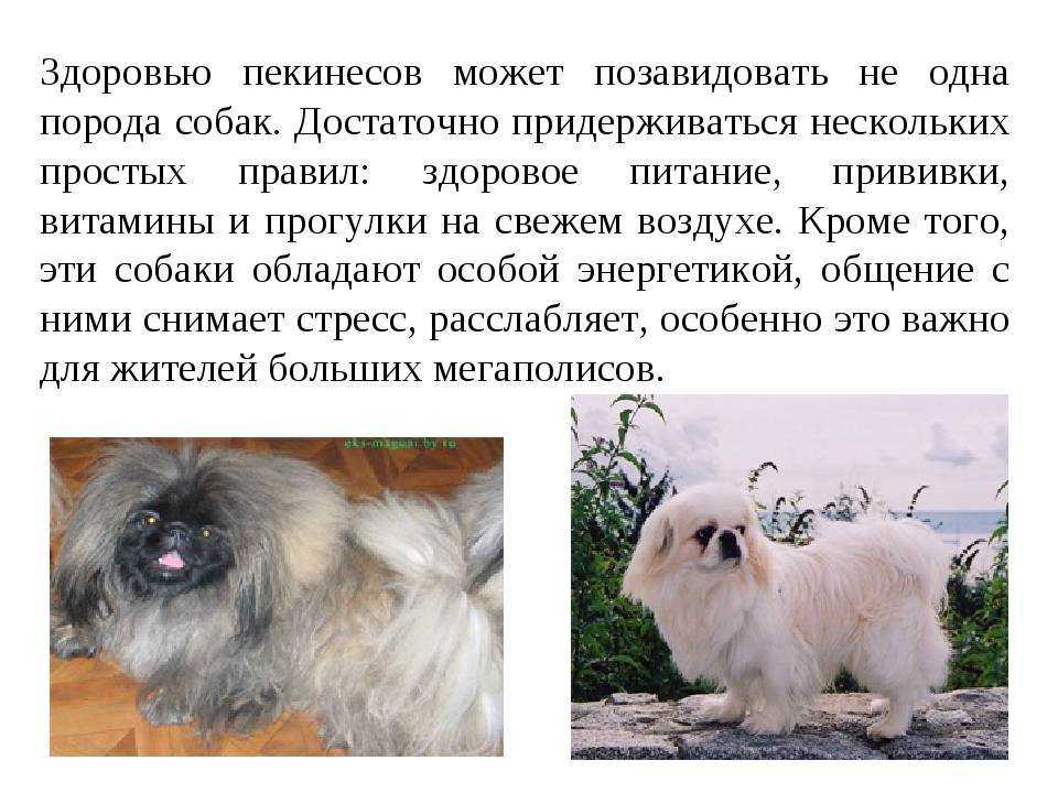 Пекинес
