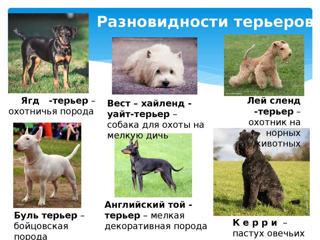 ᐉ описание породы американский голый терьер - ➡ motildazoo.ru
