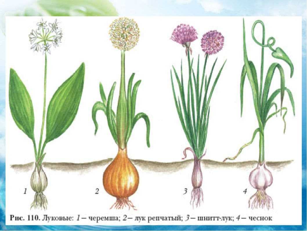 Луковая шелуха — польза и вред для организма, рецепты народной медицины