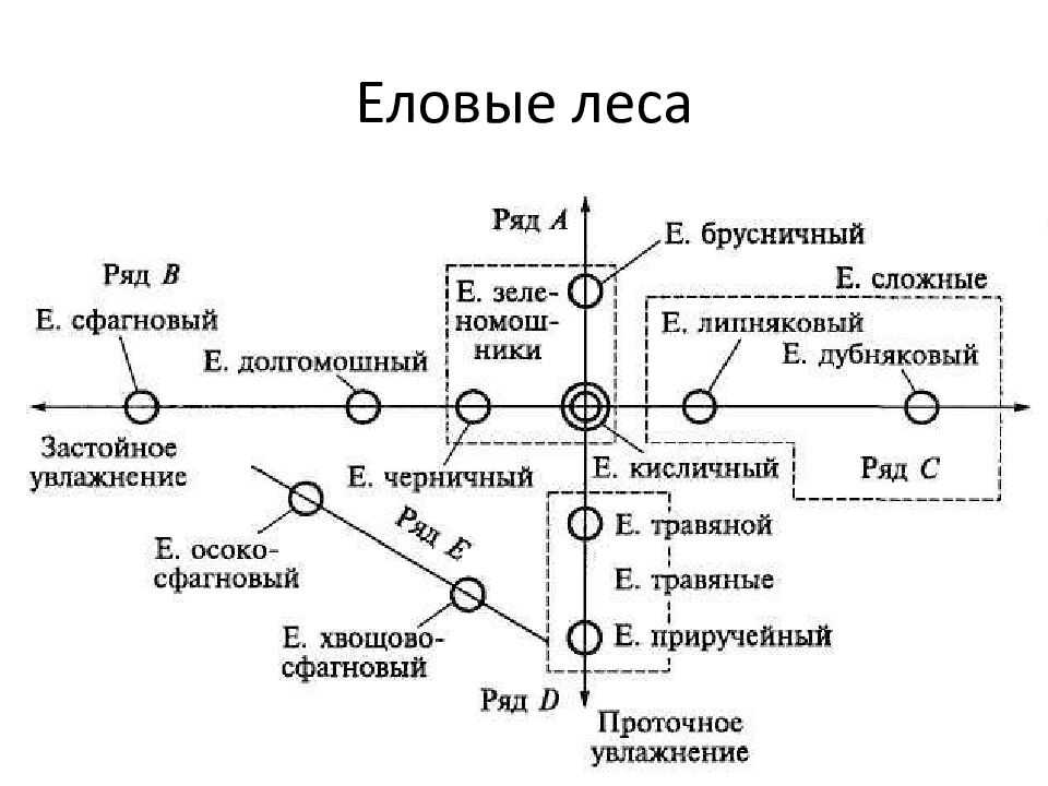 Виды лесов и где расположены. основные типы лесов россии