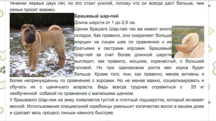 Метис шарпея: помесь с лабрадором, чау-чау, овчаркой и др.
