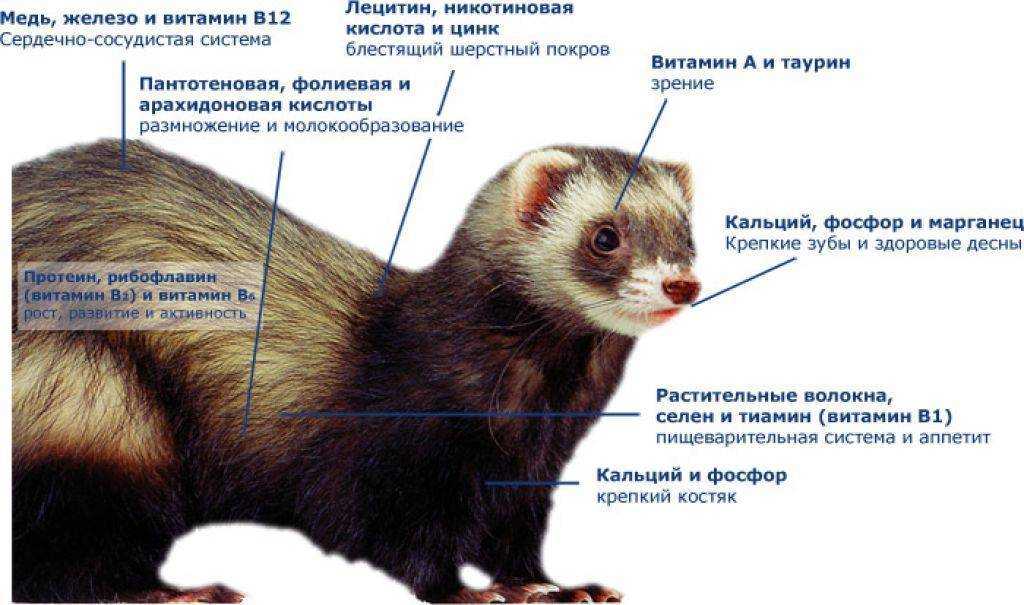 Хорек - внешний вид, образ жизни и виды пород