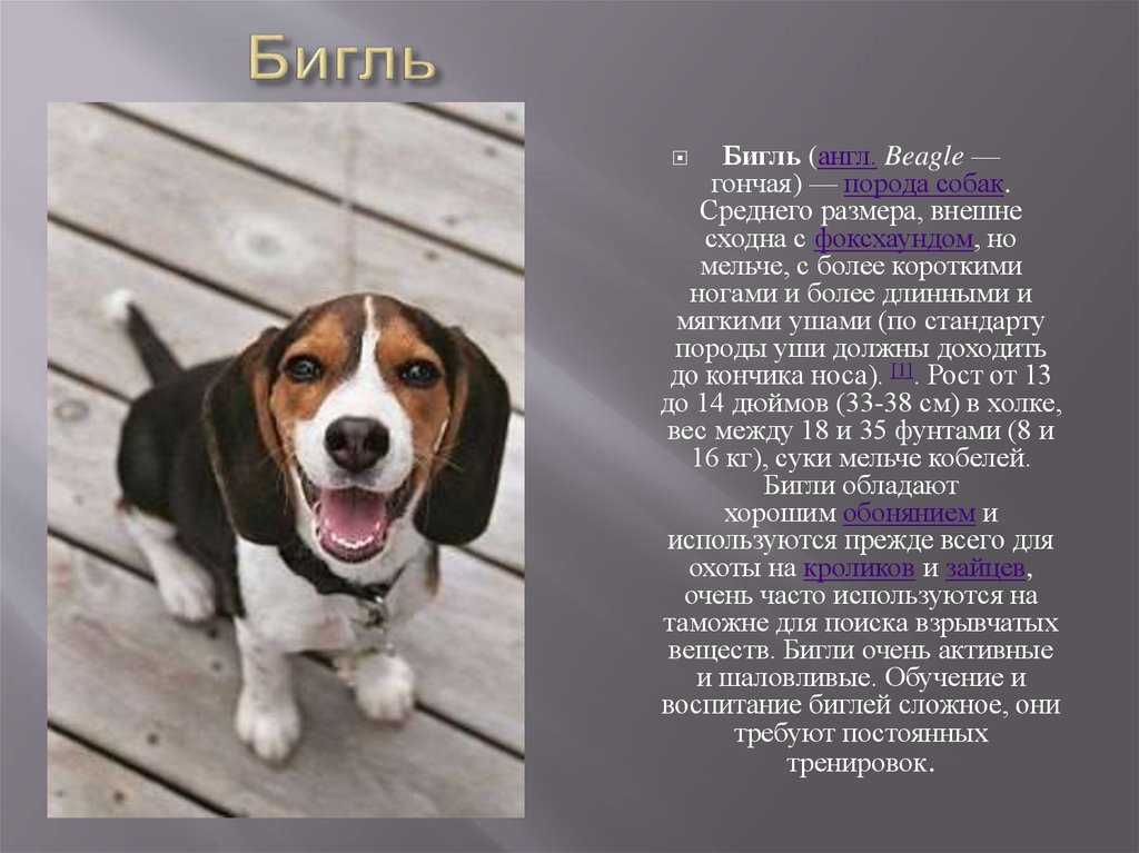 Как правильно ухаживать за щенками бигля в домашних условиях: кормление и прививки