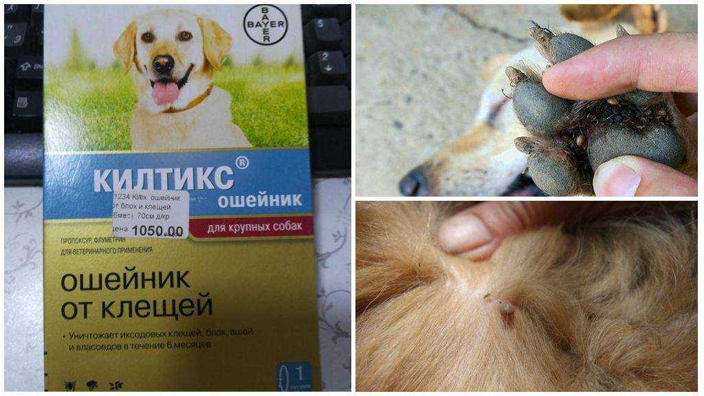 Как уберечь собаку от укуса клеща? как вытащить клеща. какие клещи опасны