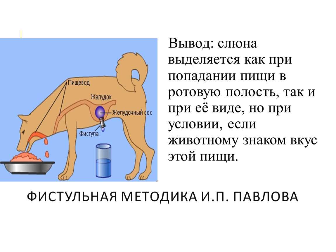Cудороги у собаки: причины и лечение, что делать, если собака тяжело дышит и трясется?