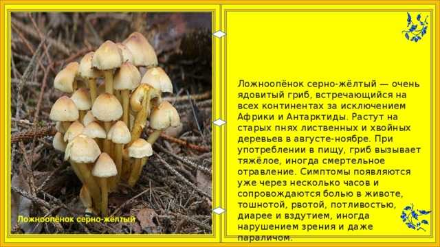 Ядовитые грибы - подробные каталог с фото и описанием