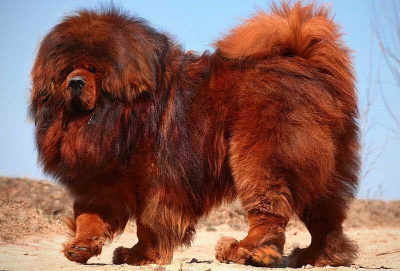 Самая большая собака в мире (фото): зевс и его «коллеги»