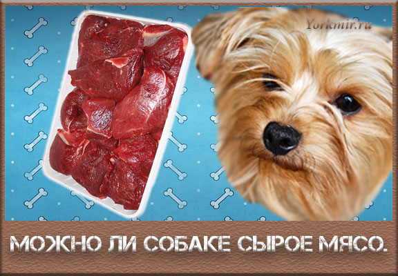 Собачье меню: стоит ли давать собаке субпродукты и в каком количестве | hill's