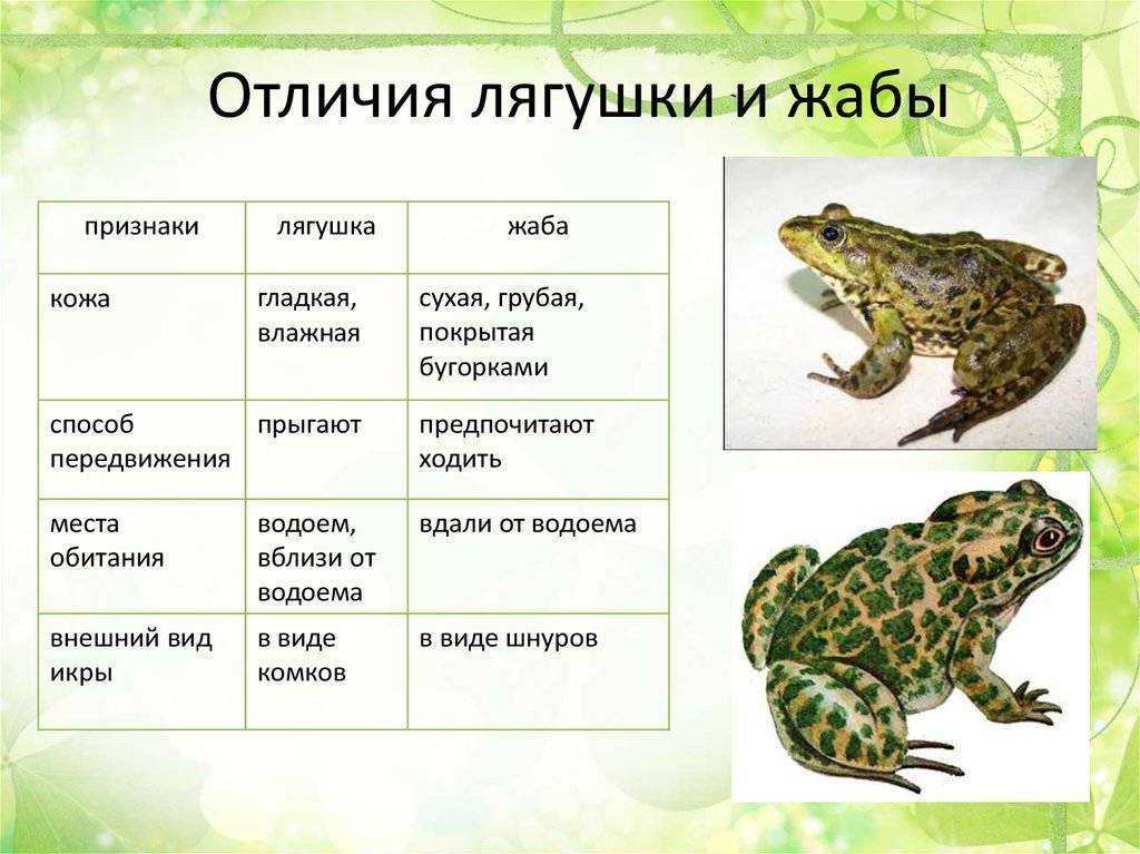 Лягушка и жаба: сходство и различие