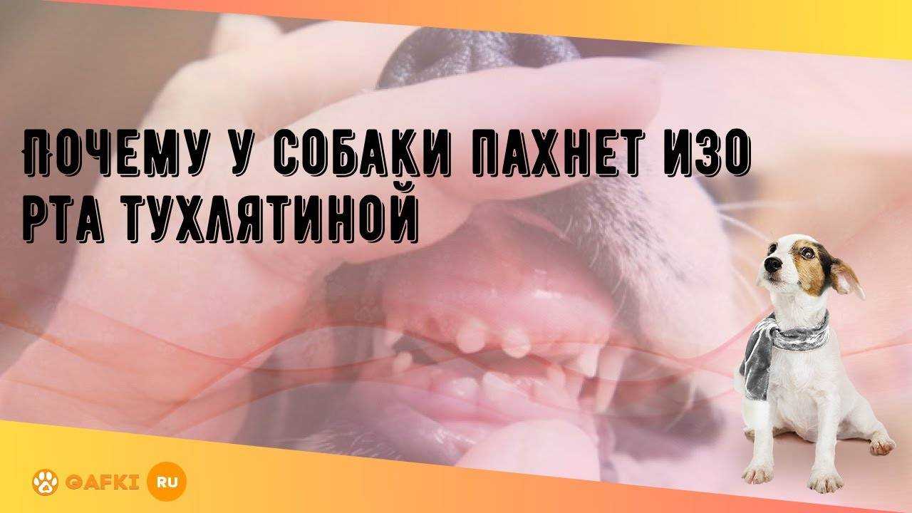 Причины и последствия неприятного запаха из пасти собаки - kupipet.ru