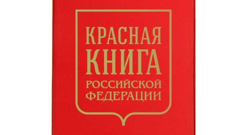 Марсилия: описание видов, содержание, размножение, аквадизайн