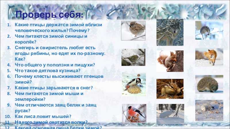 Птицы смоленской области все