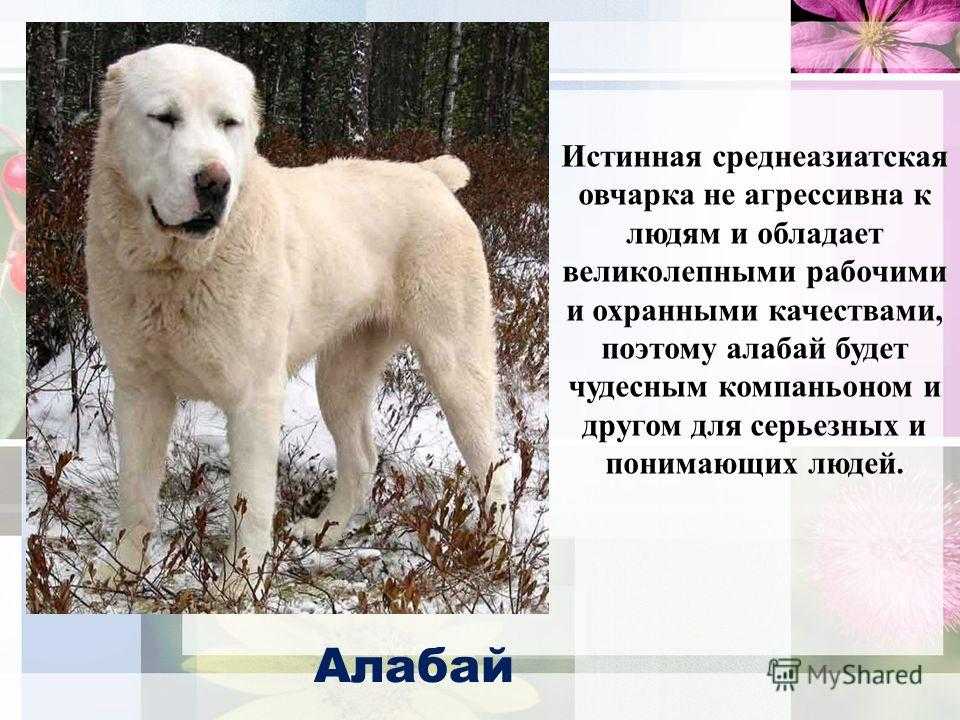 Бульдозер — самый большой пёс и рекордсмен породы алабай