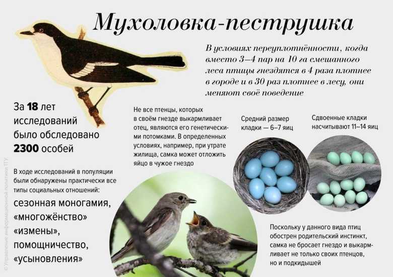 Семейство райских птиц: основные особенности, история, фото