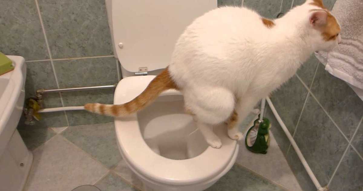 Как часто котята ходят в туалет: сколько раз в день