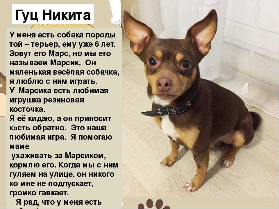 Маленький и бесстрашный русский той-терьер