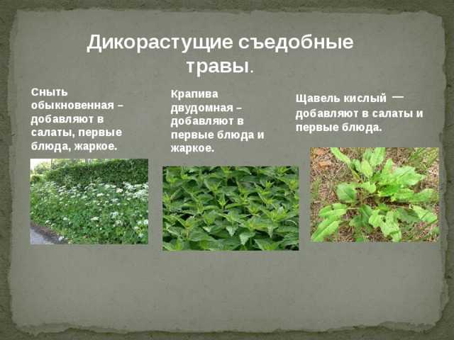 Что такое дикорастущие растения определение. красота под ногами или «приручаем» дикорастущие растения.