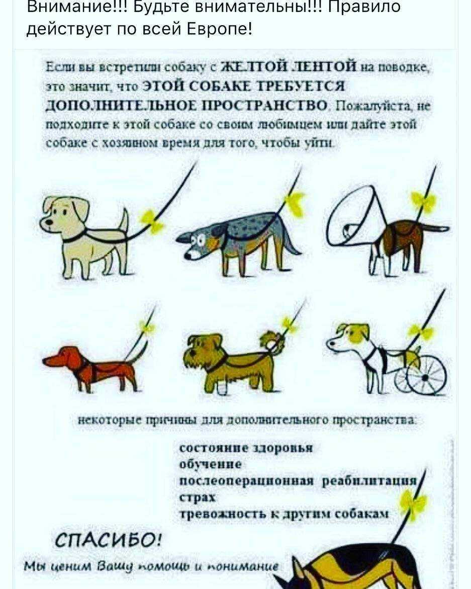 Как показать собаке, кто главный в доме, как стать вожаком для питомца