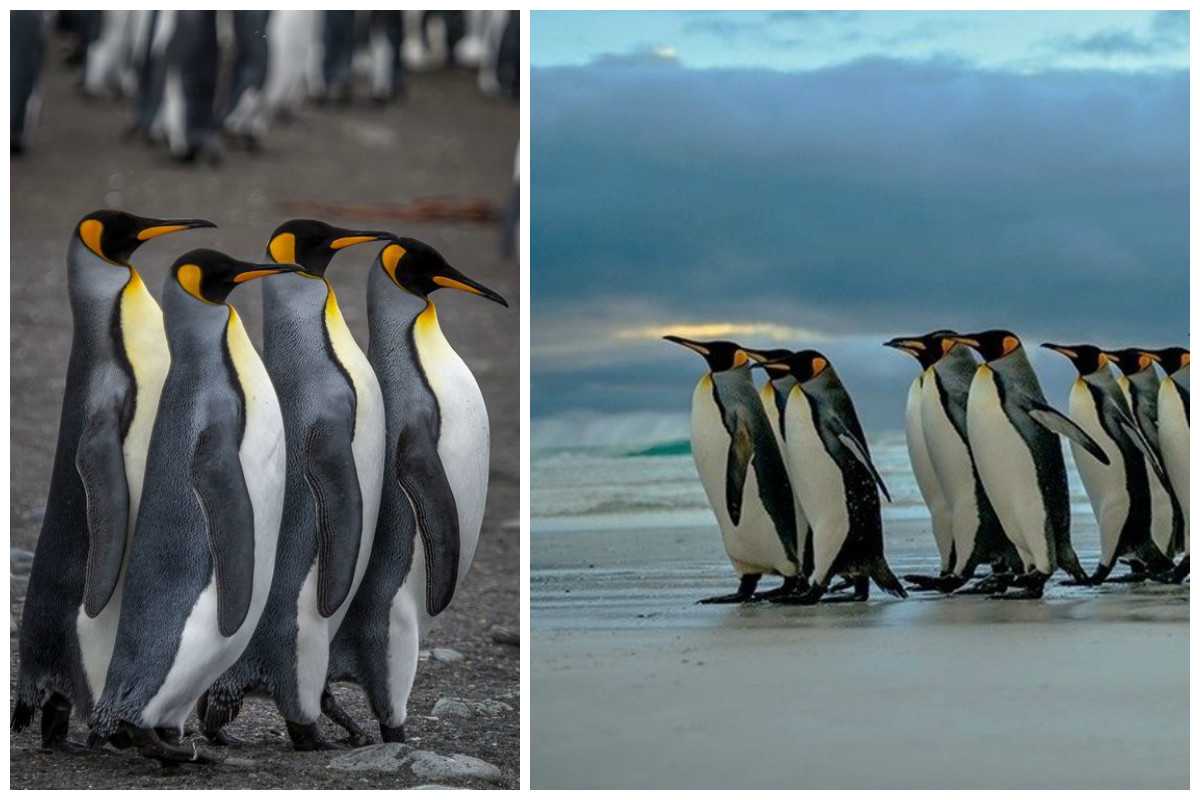 Где живут пингвины? на северном полюсе или на южном?