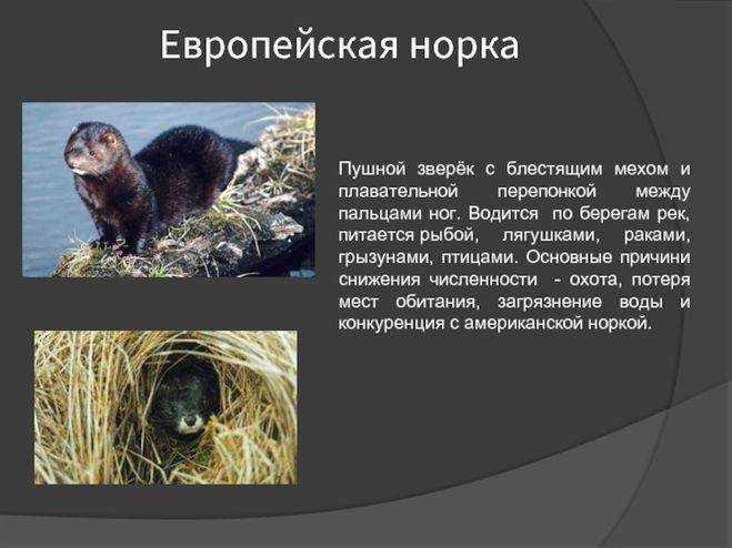 Все о норке: описание видов животного, содержание в домашних условиях, плюсы и минусы
