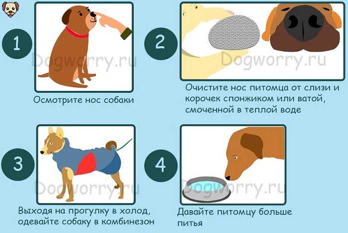 Какая температура у собаки считается нормальной?