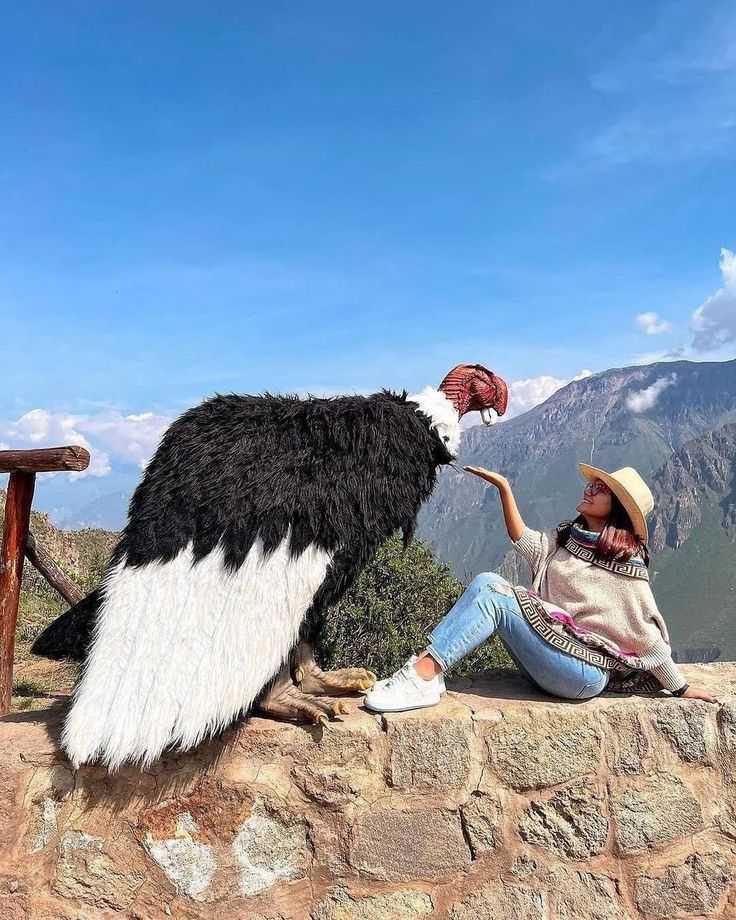 Калифорнийский кондор