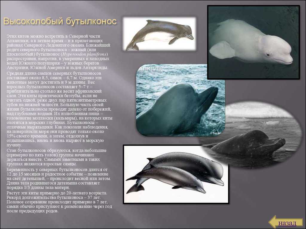 Бутылконосы