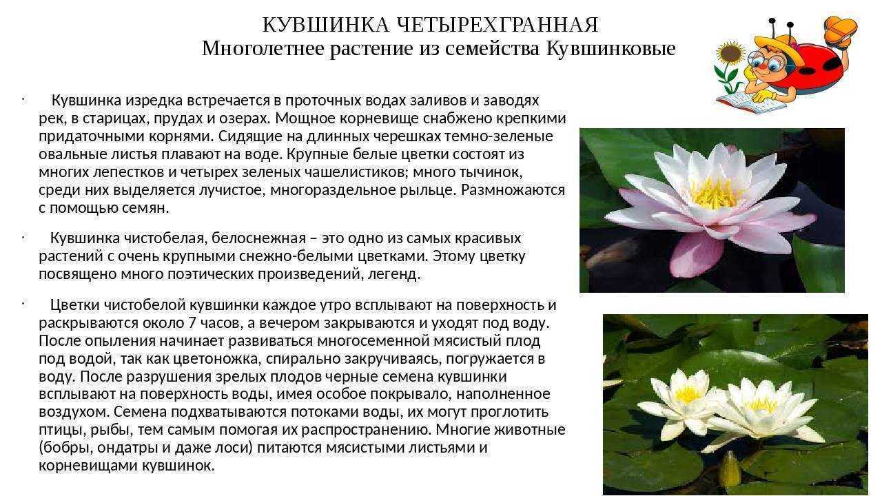 Кувшинка: свойства, виды и выращивание цветка