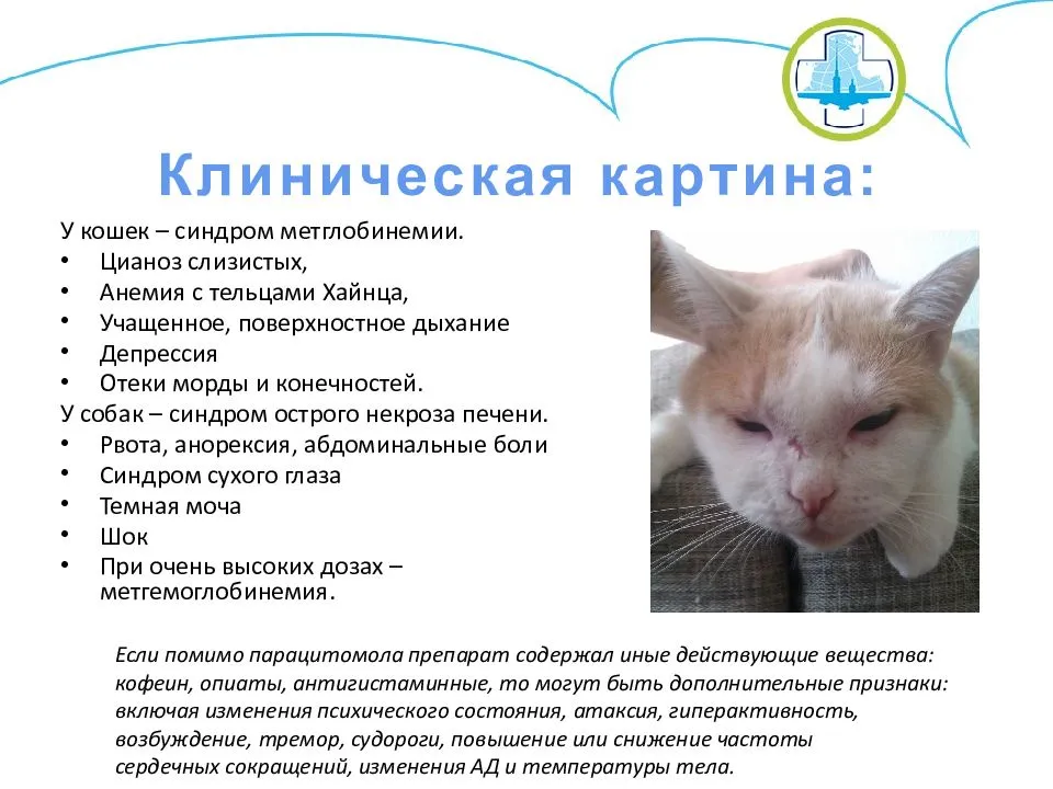 Кошка кашляет: виды кашля, причины, лечение