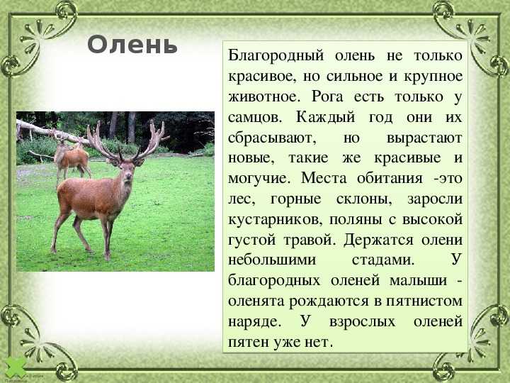 Что за вид благородный олень?