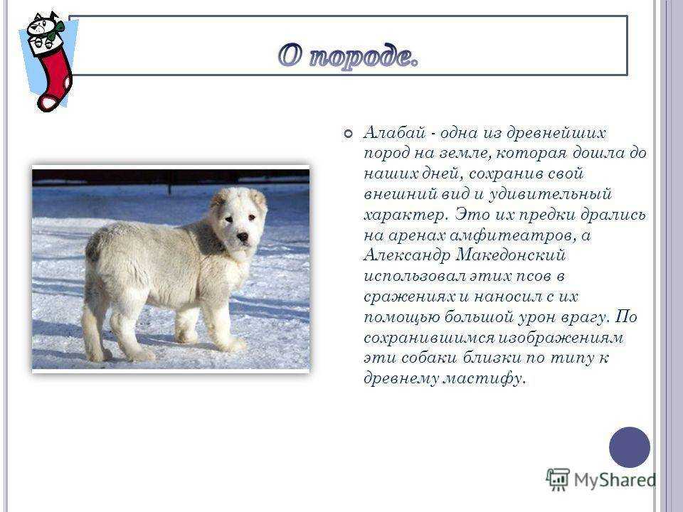 Интересное о собаке алабай по кличке бульдозер, самой крупной сао в мире