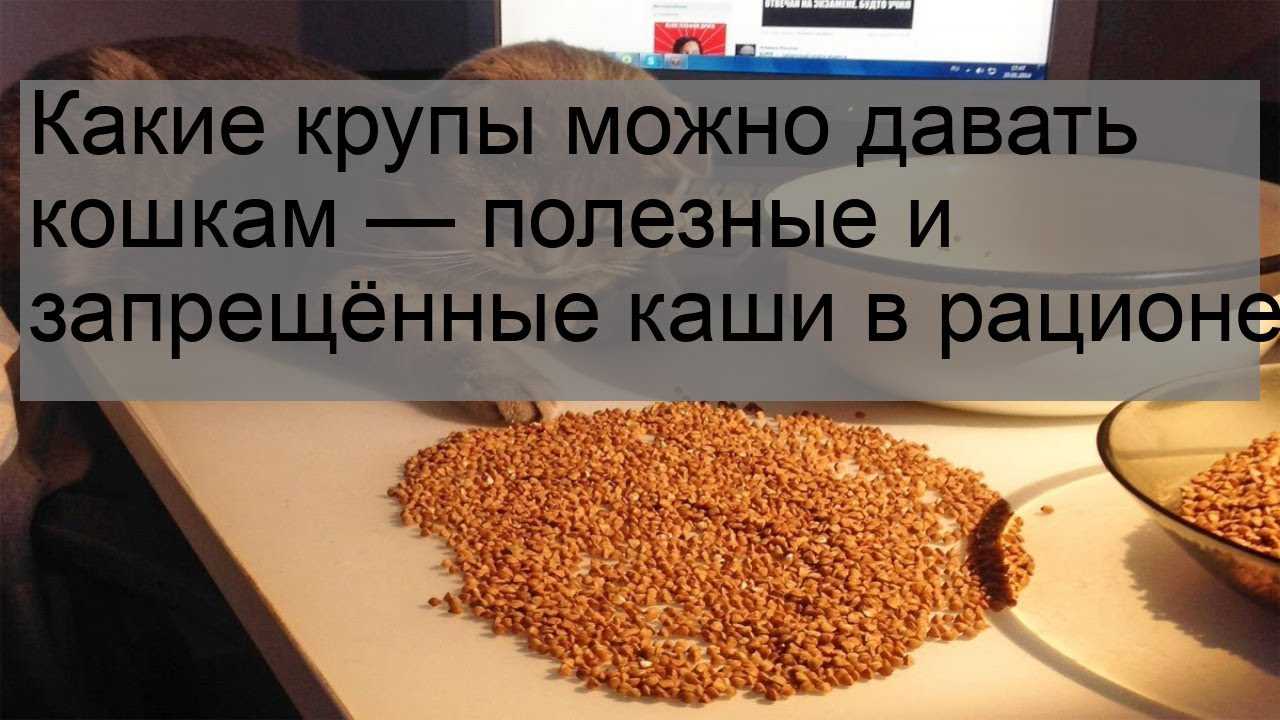 Можно ли кошкам давать гречку: польза и вред продукта, в каком виде и сколько давать