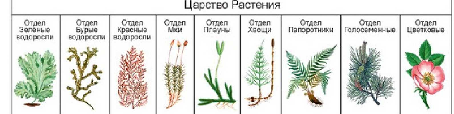 Чем папоротники отличаются от мхов? - domkolgotok.ru