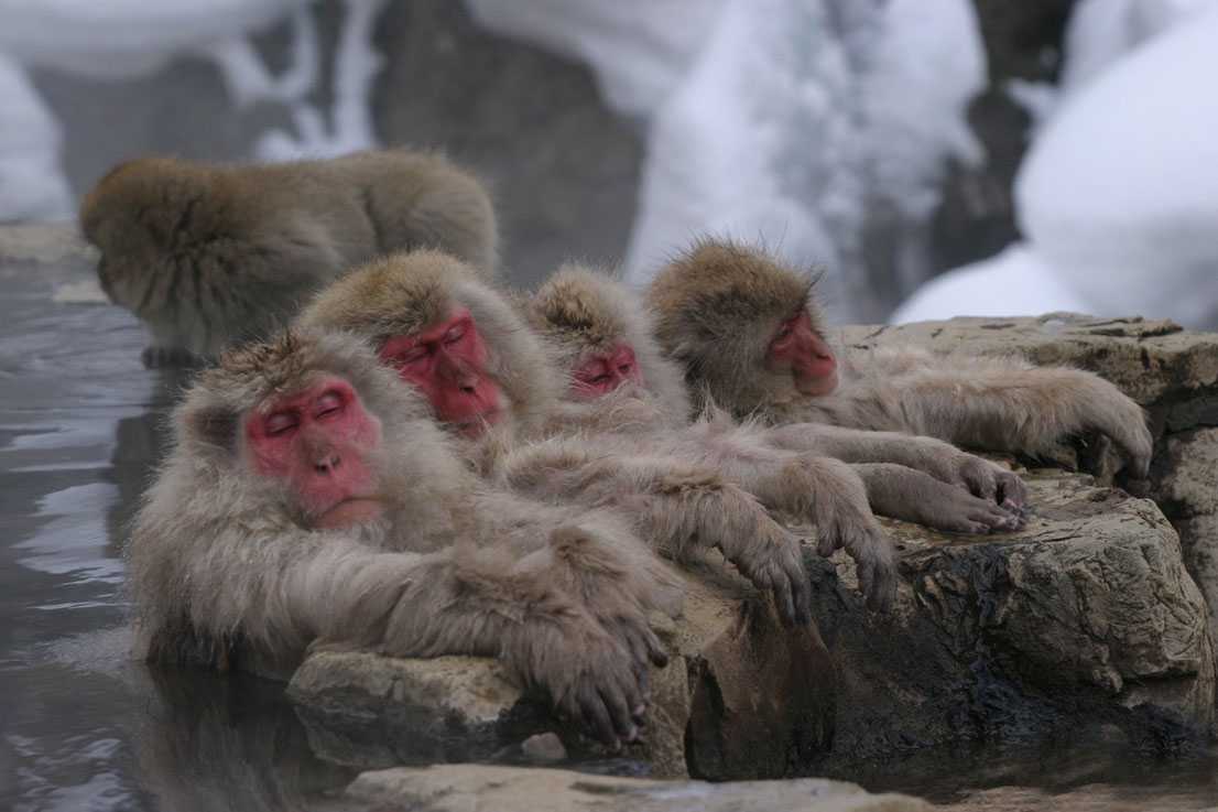 Японский макак — самые северные снежные обезьяны