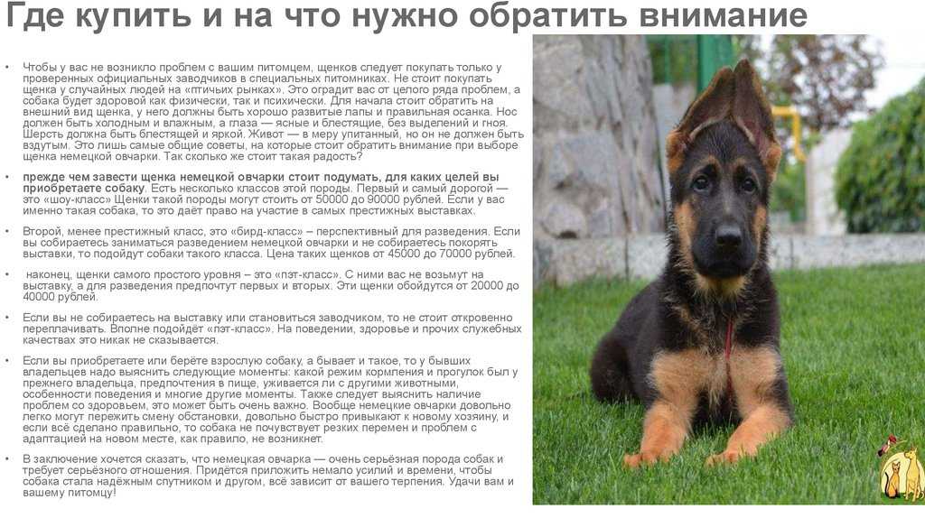 Сколько стоит овчарка немецкая, как определить и отличить чистокровного щенка от дворняги