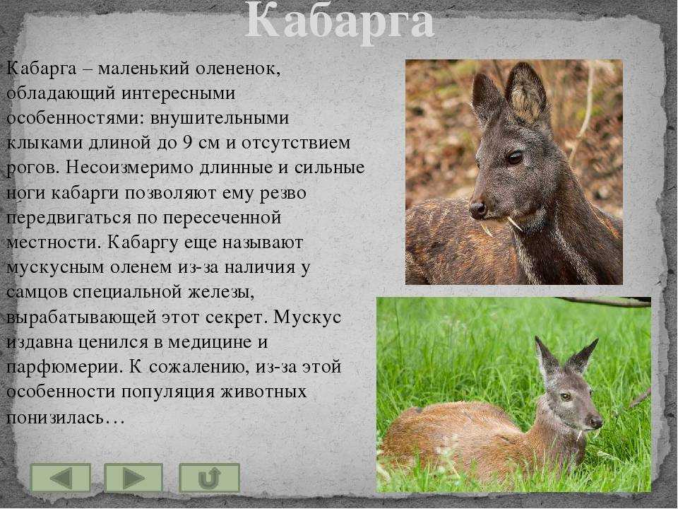 Кабарга: описание, фото, ареал и среда обитания, питание, хищничество (3 видео)