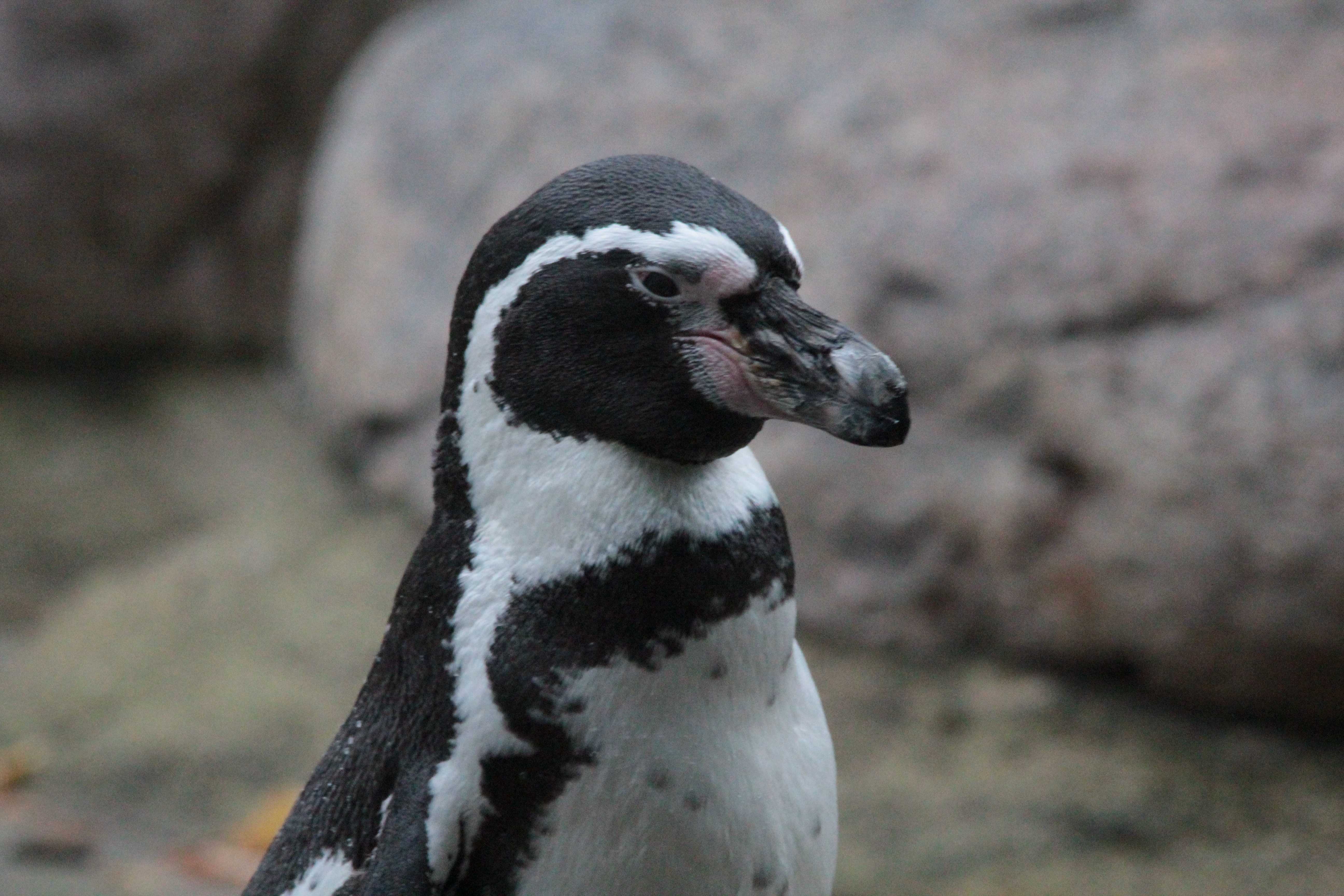 Пингвин гумбольдта - humboldt penguin