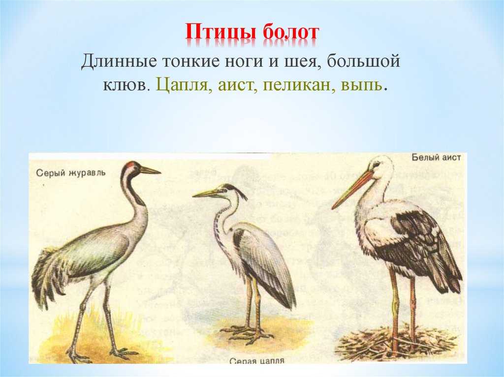 Болотные птицы: описание, образ жизни, фото и интересные факты. болотные птицы: описание, образ жизни, фото и интересные факты