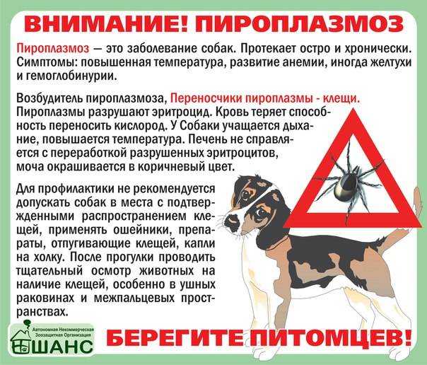 Уколы для собак после укуса клеща