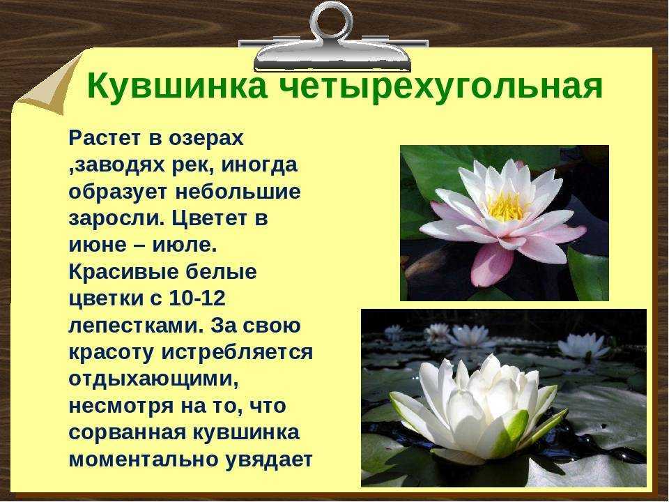 Кувшинка: описание растения, разновидность и выращивание