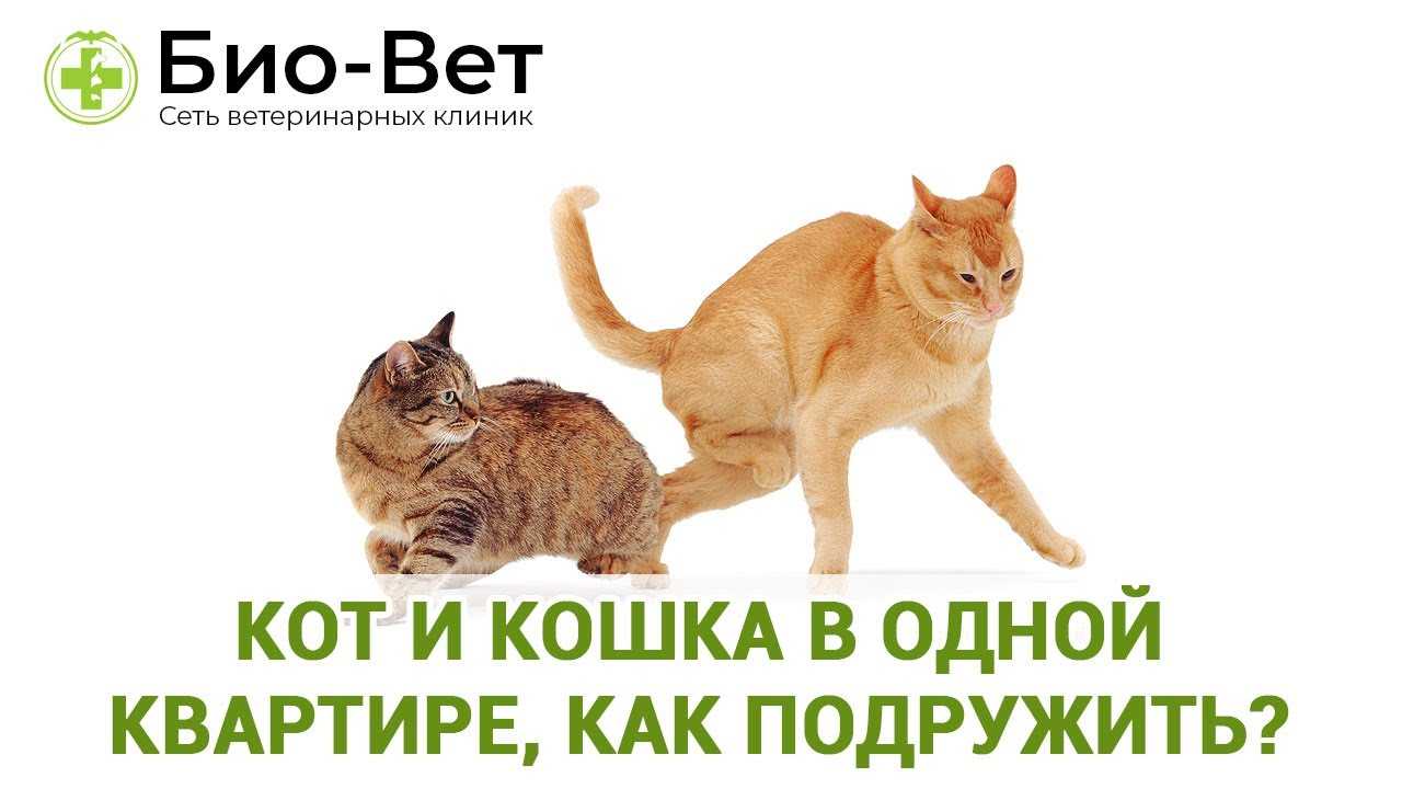 Как подружить кота и котенка — главные рекомендации по примирению: ограничение пространства каждого из них, знакомство друг с другом и другие примеры Причины агрессивного поведения