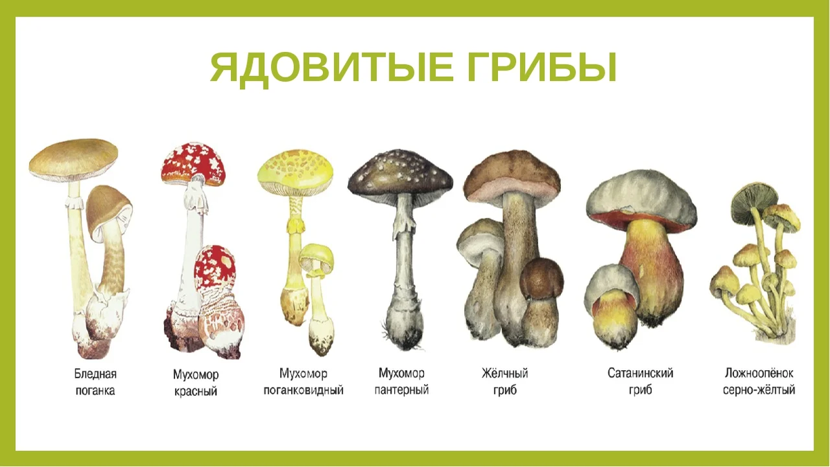 Грибы иркутской области 2023: когда и где собирать, сезоны и грибные места