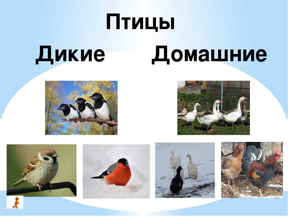 Маленькие домашние птички: фото и названия. какую птичку лучше завести в квартире - parentchild.ru