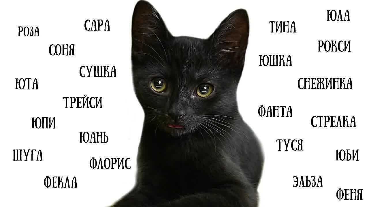 Клички для собак девочек: как можно назвать - легкие, редкие, красивые, прикольные, смешные, русские, популярные, для черной и белой суки имена со значением