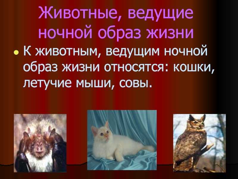 Ночной образ жизни животных. сумеречные животные — характеристика, адаптация и примеры 10 животных которые ведут ночной образ жизни