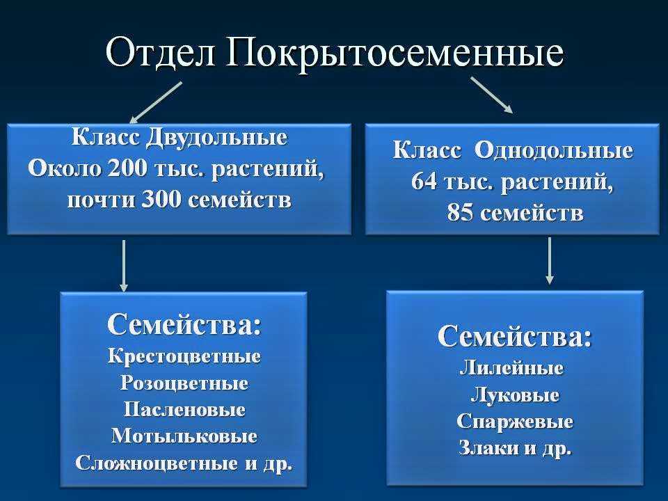 Полевые и луговые цветы и травы (130 фото) – каталог с названиями