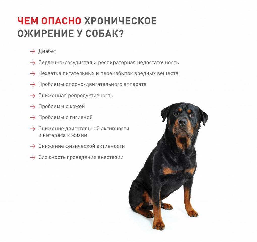 Лишний вес у собаки, как его распознать и как с ним бороться -
